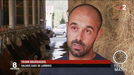 En Auvergne, la sécheresse affecte la production du Saint-Nectaire