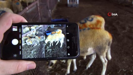 Cep telefonuyla ‘mobil’ kurban satışı ilgi görüyor