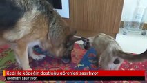 Kedi ile köpeğin dostluğu görenleri şaşırtıyor