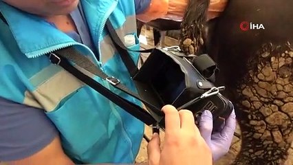 Kurban pazarında ultrason timi:"Bir değil iki can kurtarıyoruz."