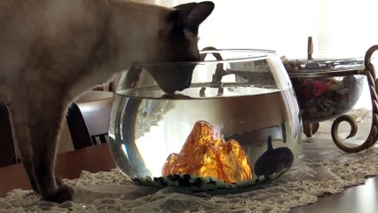 Kedi ile köpeğin dostluğu görenleri şaşırtıyor - ANKARA