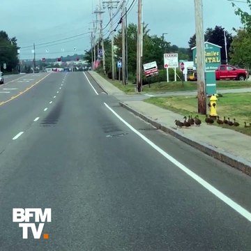 Durant plus d’une minute, ces canards ont bloqué la circulation en traversant la route