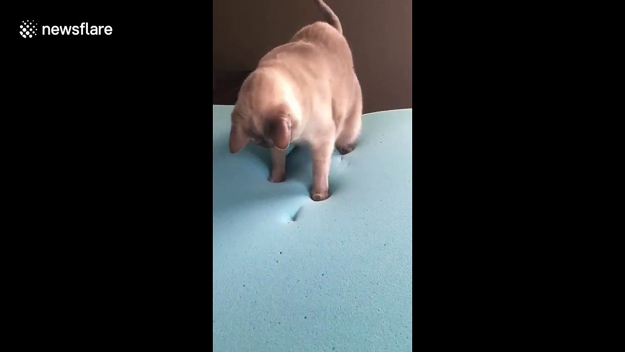 Ontario cat hilariously startled by disappearing paw prints in memory foam mattress