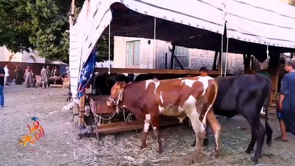 الأضاحي بمصر.. أمنية يحول الغلاء بينها وبين كثيرين