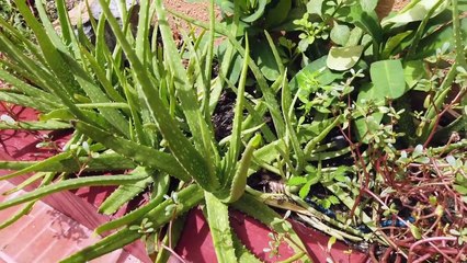 Hand, Foot and Mouth Disease - Our Two-Week Nightmare (Health Documentary)