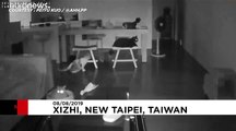 واکنش گربه‌ها به زلزله ۶ ریشتری در تایوان