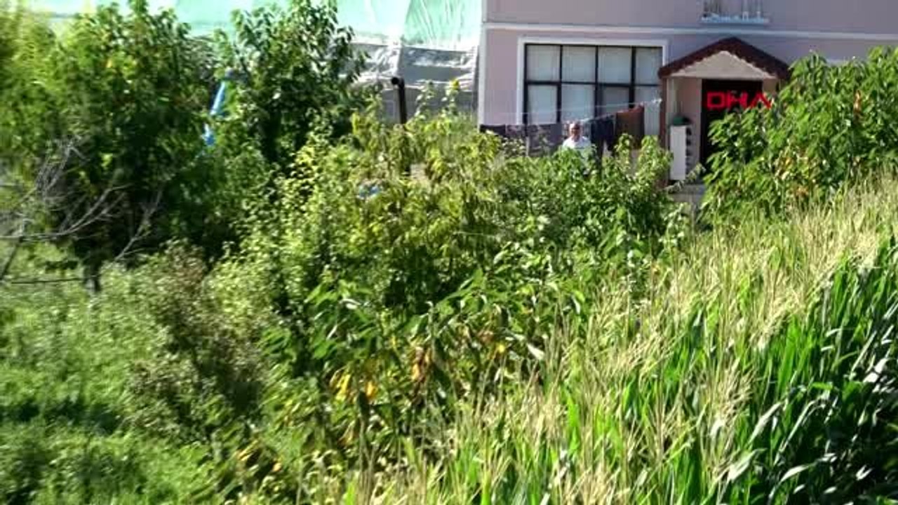 KARABÜK BAHÇESİ VE KÜMESİNDE SAZ ÇALARAK VERİMİ ARTIRIYOR