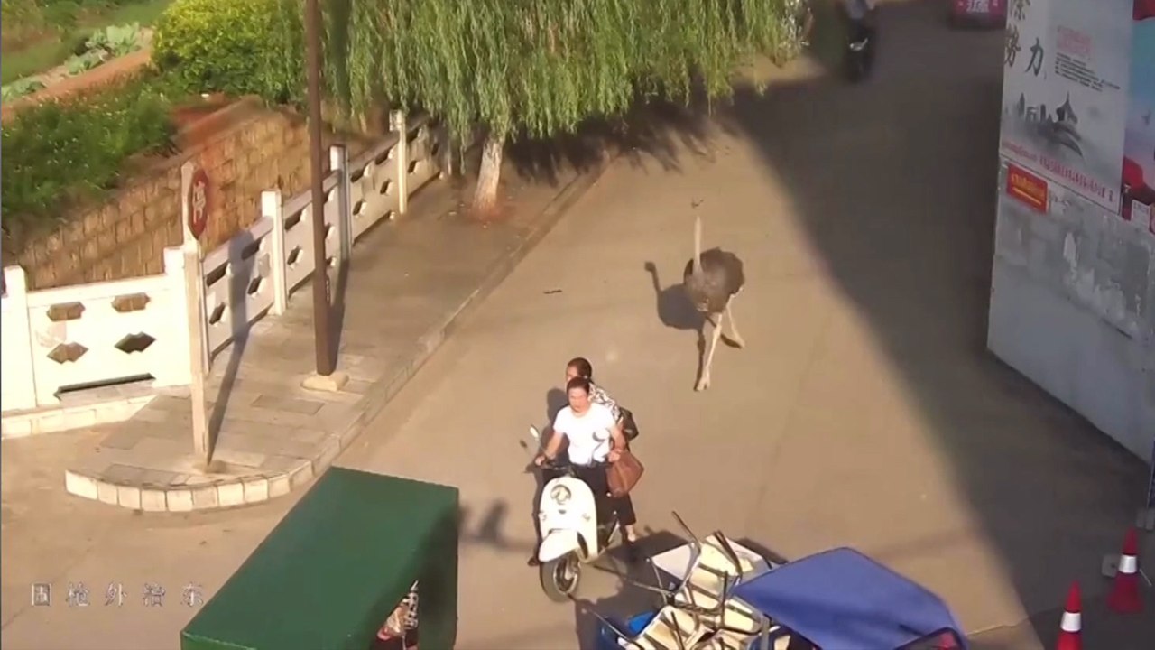 Runaway pet ostrich sprints down through streets in southwestern China