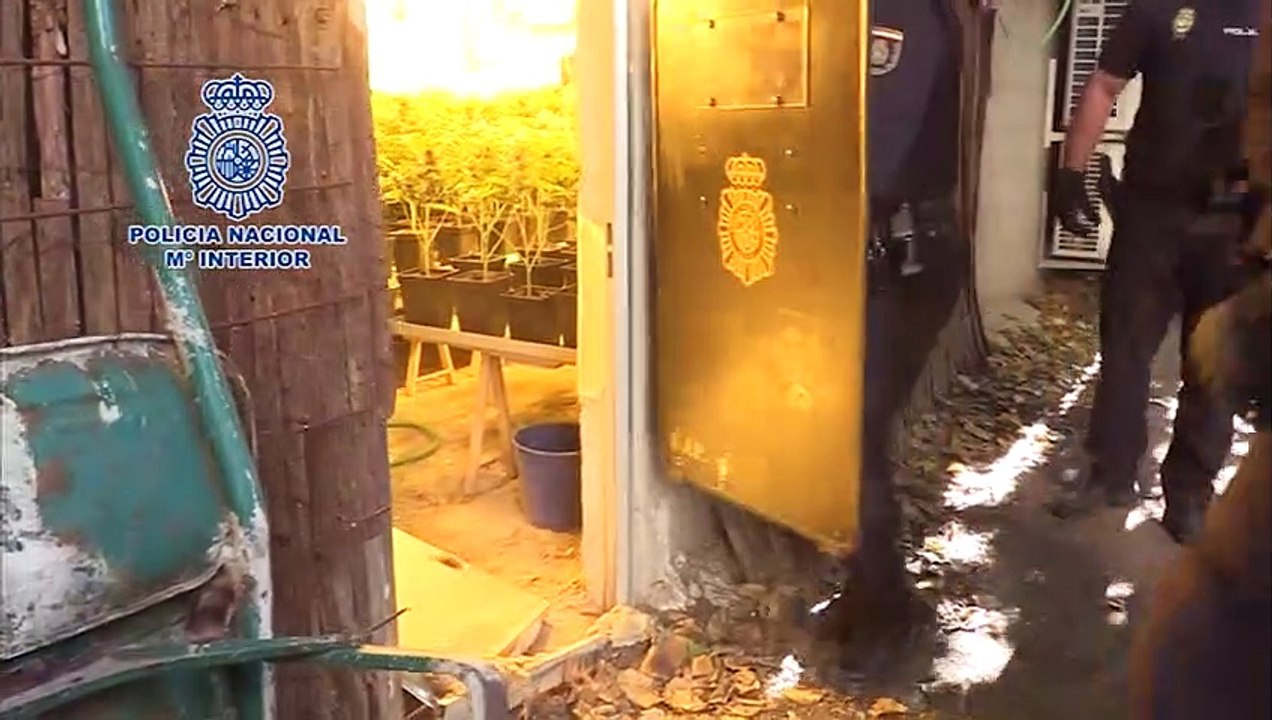 Policía lidera la lucha internacional contra cultivo y tráfico de marihuana