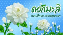 ดอกมะลิ สัญลักษณ์ดอกไม้วันแม่ สรรพคุณดีแท้ ไม่ได้มีแค่กลิ่นหอม