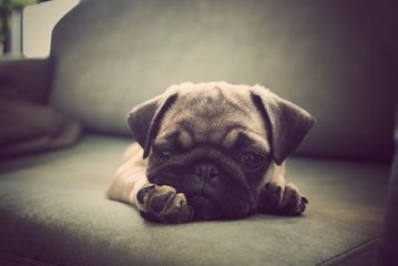Razas de perros que prefieren la tranquilidad