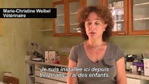 Surchargés de travail, des vétérinaires quittent la campagne