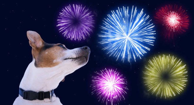 5 consejos para reducir el estrés de su perro cuando hay fuegos artificiales
