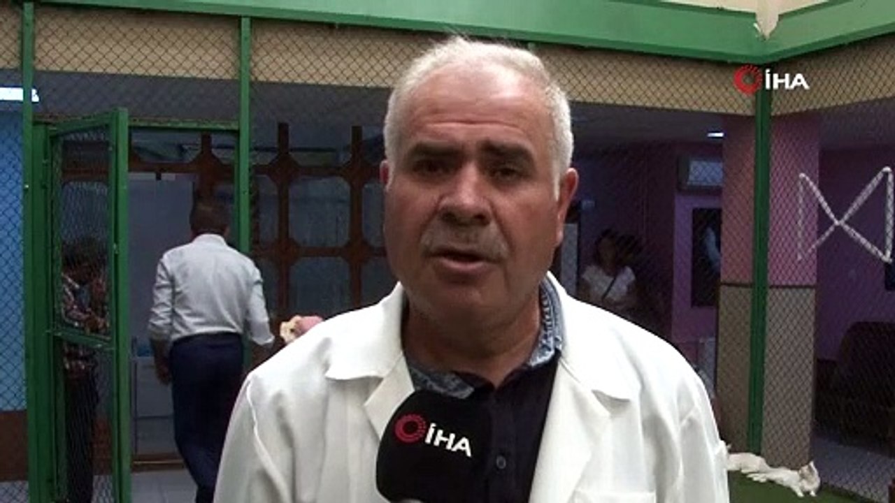 Koruma altındaki Van kedisi 10 tane yavru doğurdu Dailymotion Video