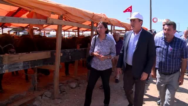 137 kiloluk koç ile 5 boynuzlu koç pazarın ilgi odağı