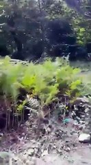 Piknikçiler çıra yapmak uğruna ağaçların gövdelerini oydu