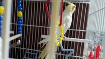 Sultan Papağanı-Bi Öpücük Ver Bakiim-Canım ve Muhteşem Islık Konuşan Sultan Papağanı Lulu
