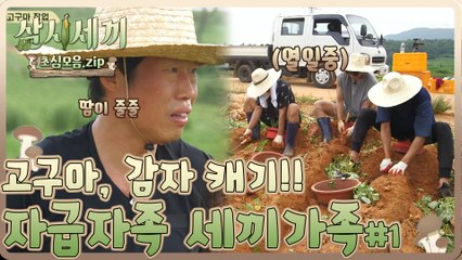 [#삼시세끼초심모음zip] 이 정도면 자급자족 체질 ★ 하면 된다!!! 고구마, 감자 마스터 (feat. 고구마 밭 런웨이) | #삼시세끼산촌편 | #Diggle