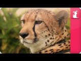 Bindi - Robert Irwin feature - Cheetahs (William) - Growing Up Wild