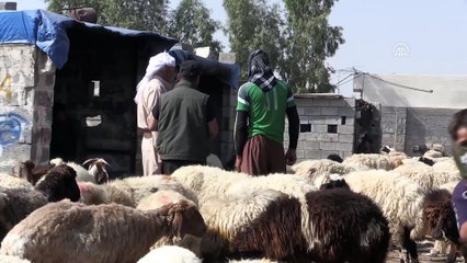 Irak'taki ekonomik durum kurbanlık piyasasını da etkiliyor (3) - KERKÜK