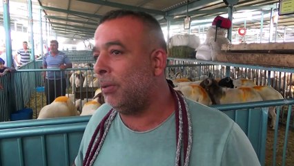 - Canlı hayvan pazarında yaşam