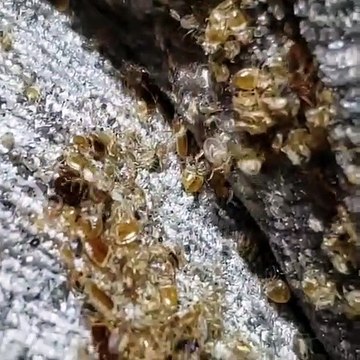 Couch Crawling with Bed Bugs