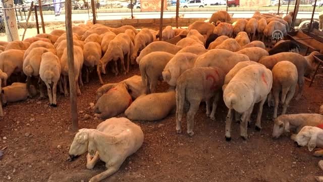Kurban satış yerlerinde sahte para uyarısı