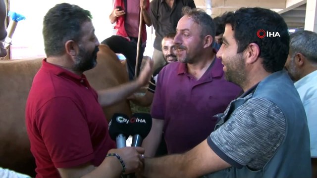 1 buçuk tonluk kurbanlık 'Asya' alıcısını bekliyor