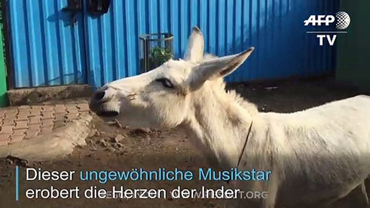 Singender Esel landet Internet-Hit