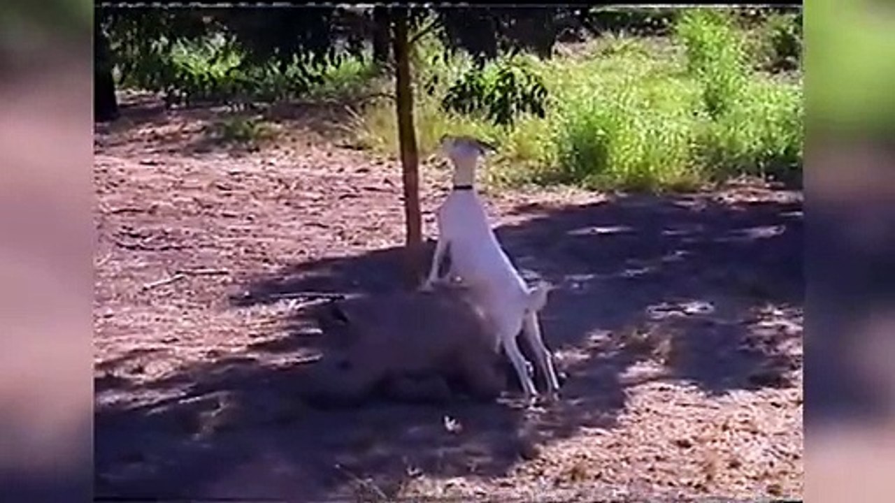 The Funniest Zootopia Home Video Bloopers - Clips of 2016 Weekly Compilation - Funny Pet Videos