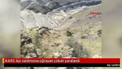 KARS Ayı saldırısına uğrayan çoban yaralandı