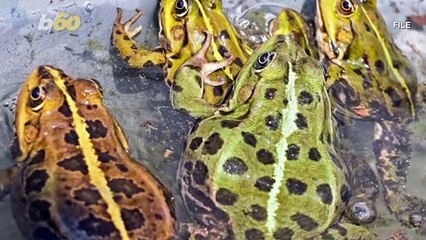 Ribbits & Riches! Toad Goes Viral After Woman Poses It With Mini Props & Furniture!