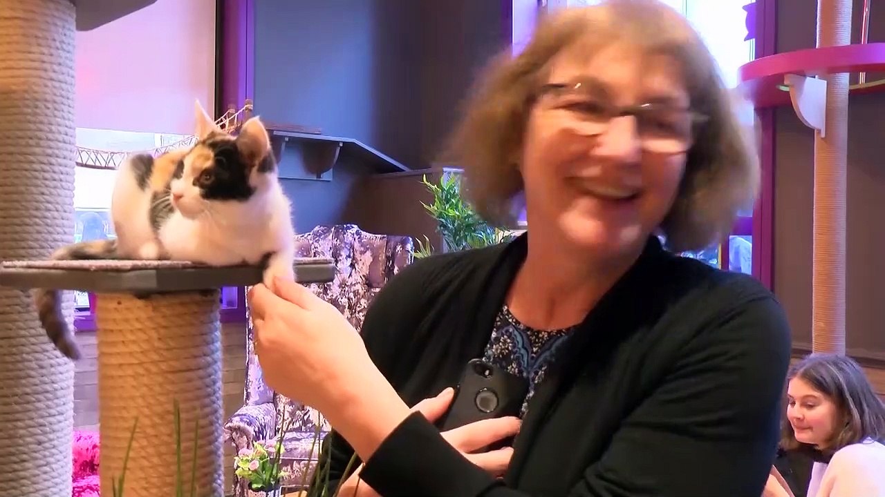 International Cat Day!!