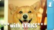 Carly Rae Jepsen - Call Me Maybe - Corgi Rae - Pet Parody --with Lyrics--
