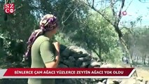 Binlerce çam ağacı, yüzlerce zeytin ağacı yok oldu