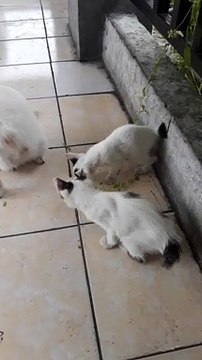A cat with her cute babies