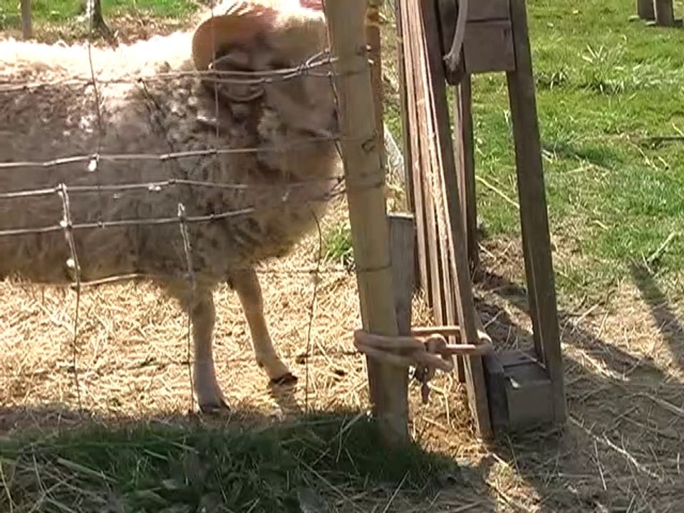 Das Sternzeichen Widder und seine Entsprechungen in Natur- und Menschenwelten