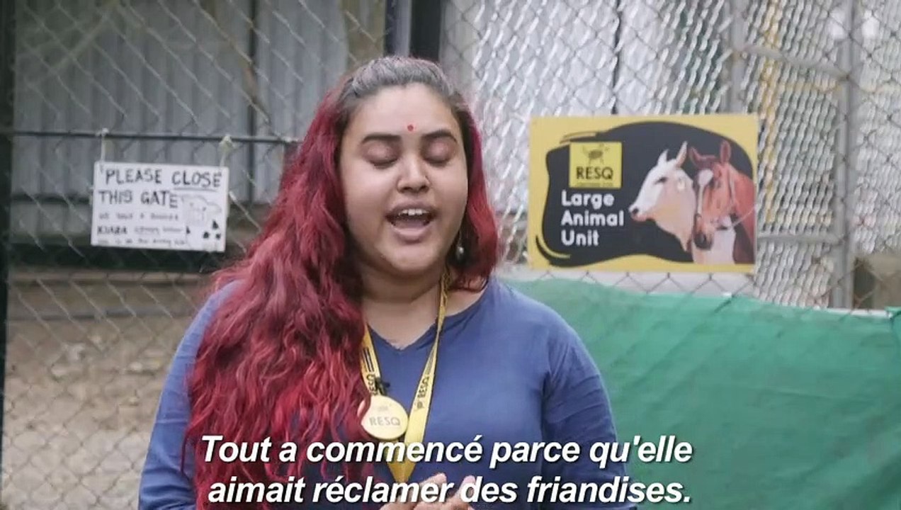 Emily, l'ânesse qui chante, nouvelle star en Inde