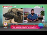 Mitos y realidades: ¿Se puede hacer quimioterapia a las mascotas? | Sale el Sol