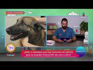 Mitos y realidades: ¿Se puede hacer quimioterapia a las mascotas? | Sale el Sol