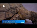 Héctor Walvor describió tipos de tortugas para su cuidado y conservación