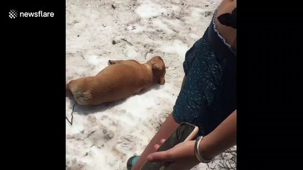 Funny dog finds joy in sliding himself down a hill repeatedly