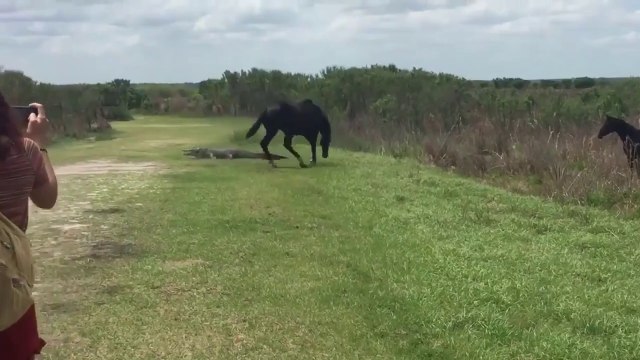 Ce cheval va donner une bonne leçon à un alligator