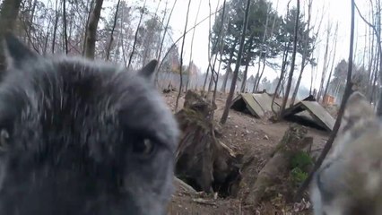 Ce loup attend la visite de son dresseur avec impatience