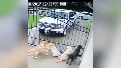 Ces chiens n'attendent qu'une chose, le facteur... Adorable