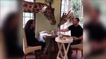 Dans ce resto vous mangez avec les girafes...