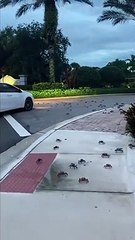 Invasion de crabes en Floride... Impressionnant
