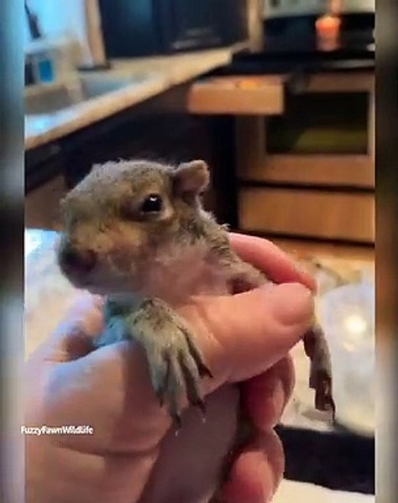 Ce petit bébé écureuil ouvre les yeux pour la première fois. Essayez de ne pas craquer !