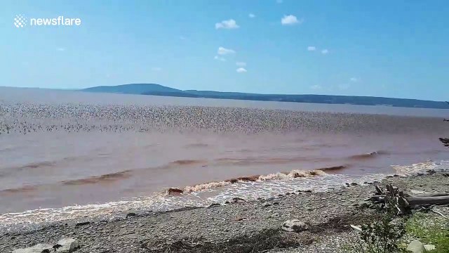 Amazing moment enormous flock of sandpiper birds invade Canadian coast