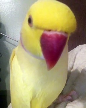 Vous allez aimer la façon dont ce perroquet se penche sur la caméra. Trop chou !